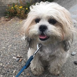 Meet your Posher, Noodles